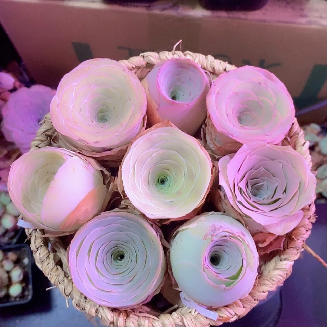 山地玫瑰花篮一物一拍769