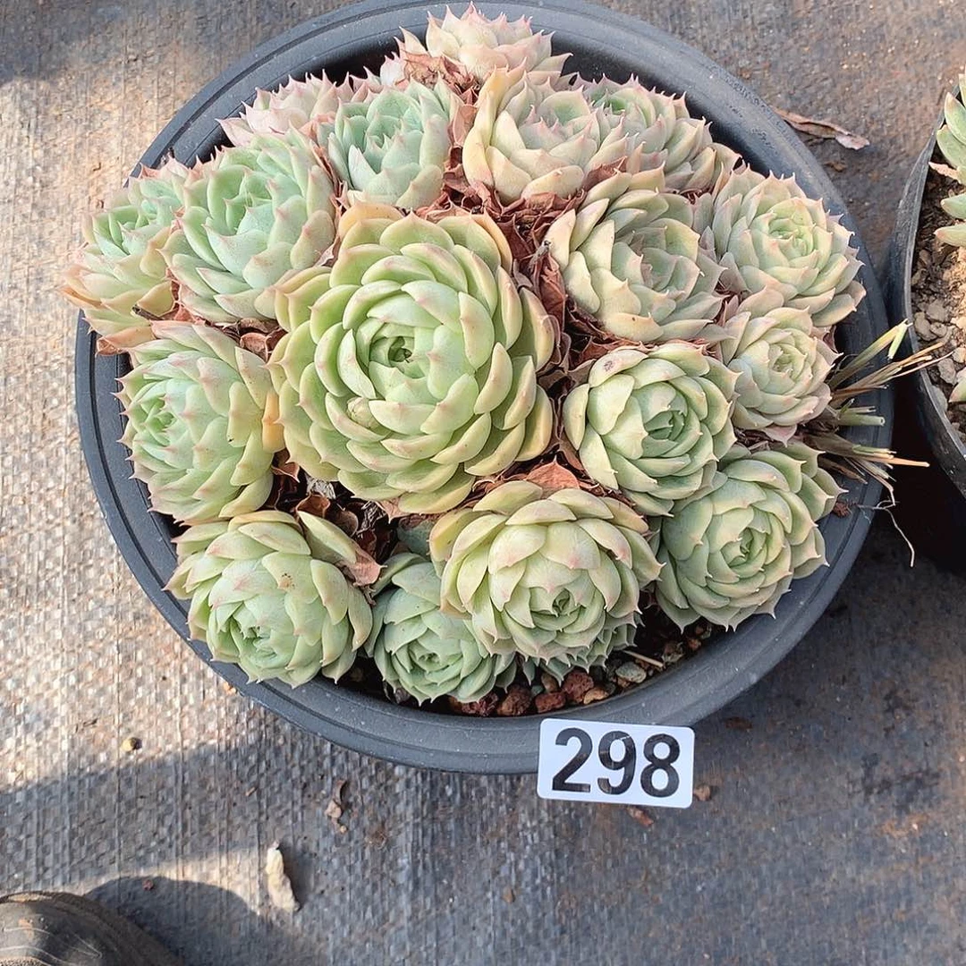 298昂斯诺 一物一拍多肉