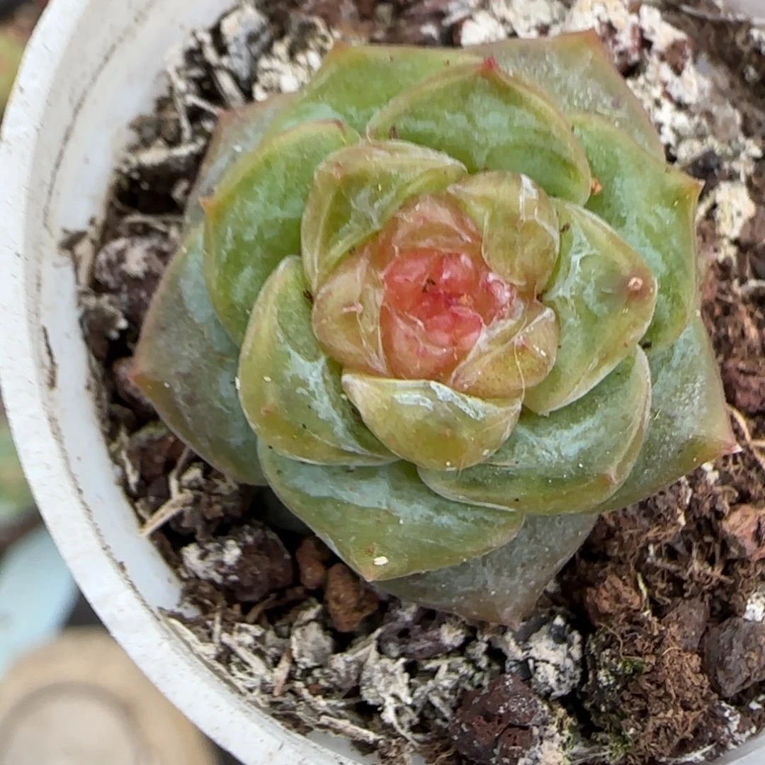 小卡拉米糖心一物一拍