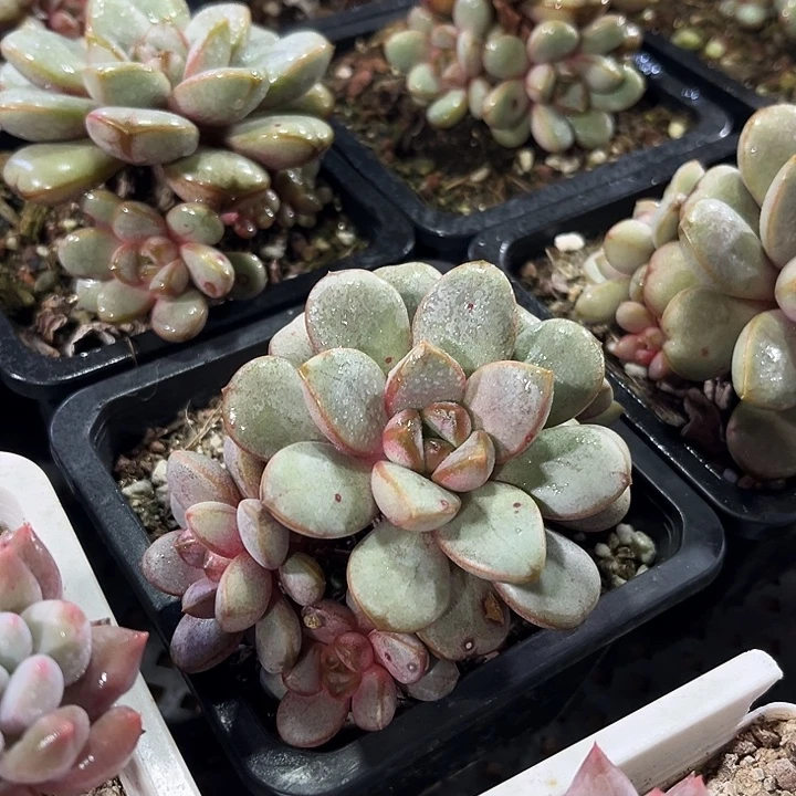 2棵大葡萄多肉植物