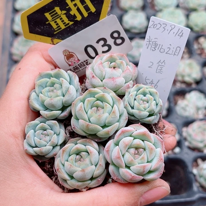 多肉植物多肉植物