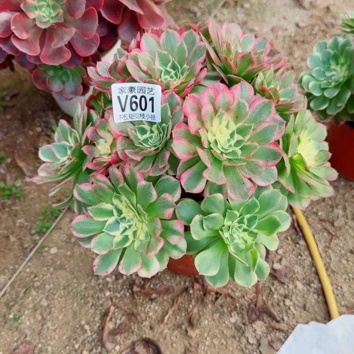 901海王官服22左右2