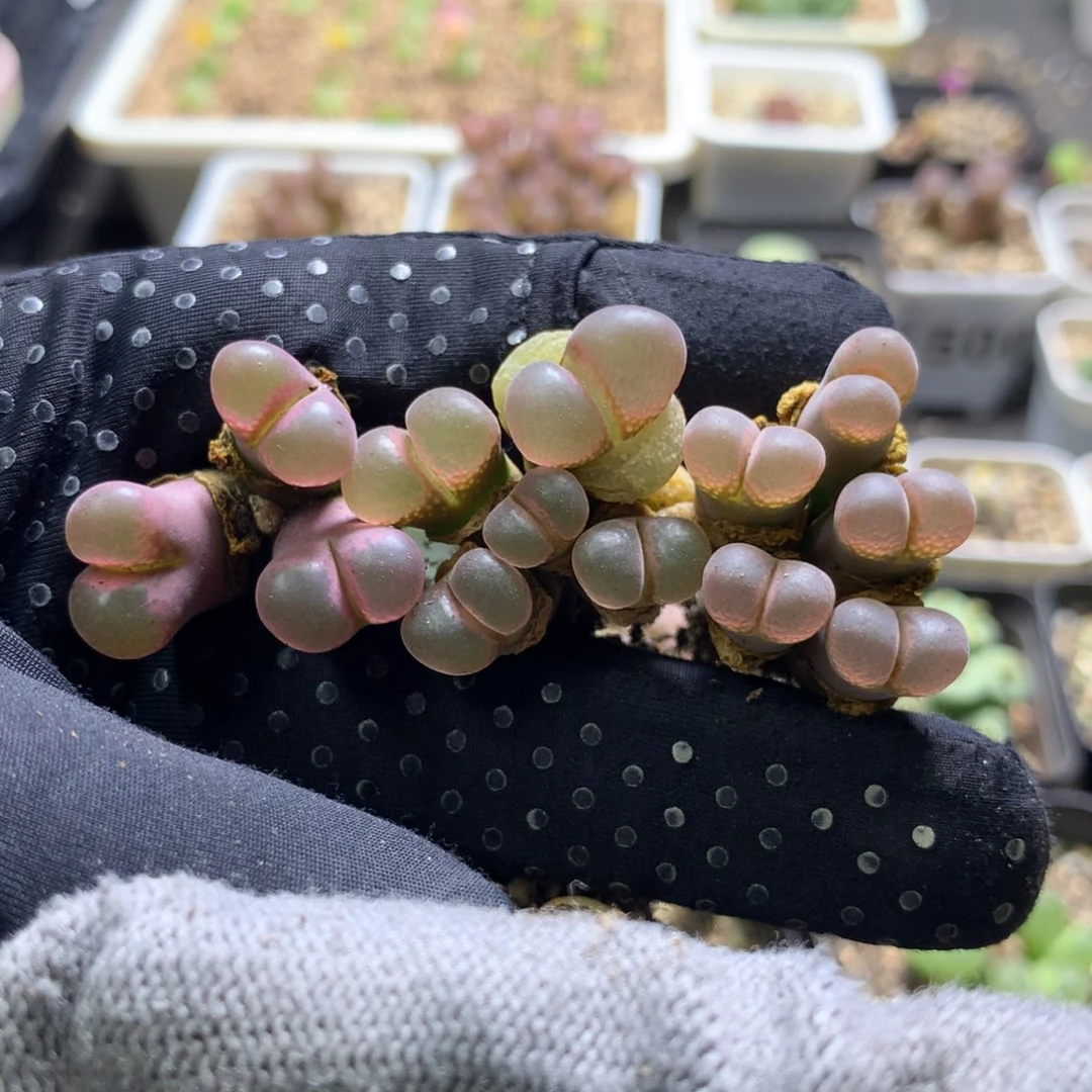 柠*919红风铃母本三颗