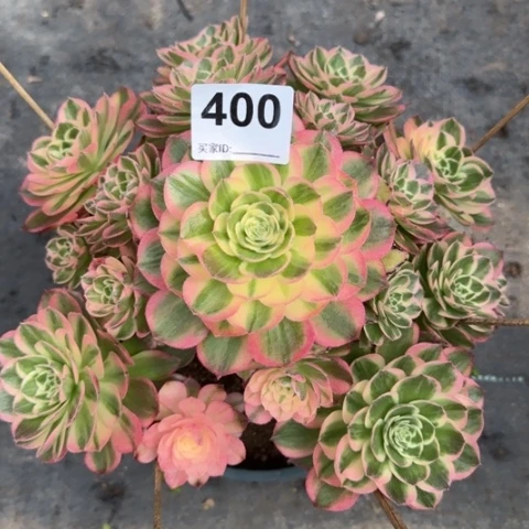 400海王22厘米左右