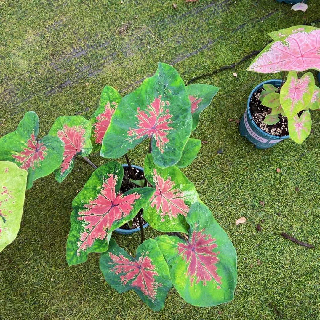 无花朵覆盆子彩叶芋17