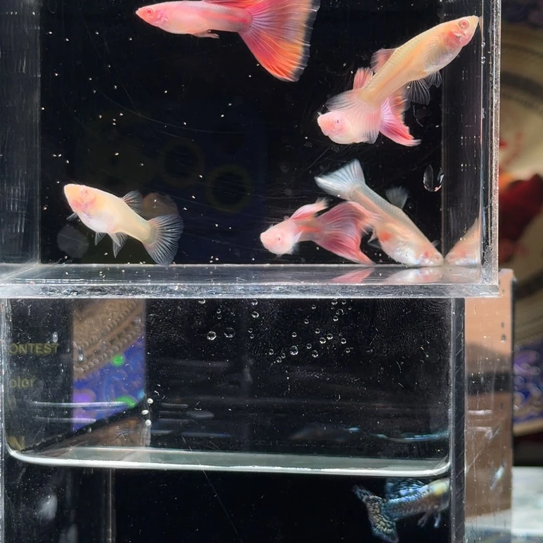 孔雀鱼莫白3对孔雀鱼