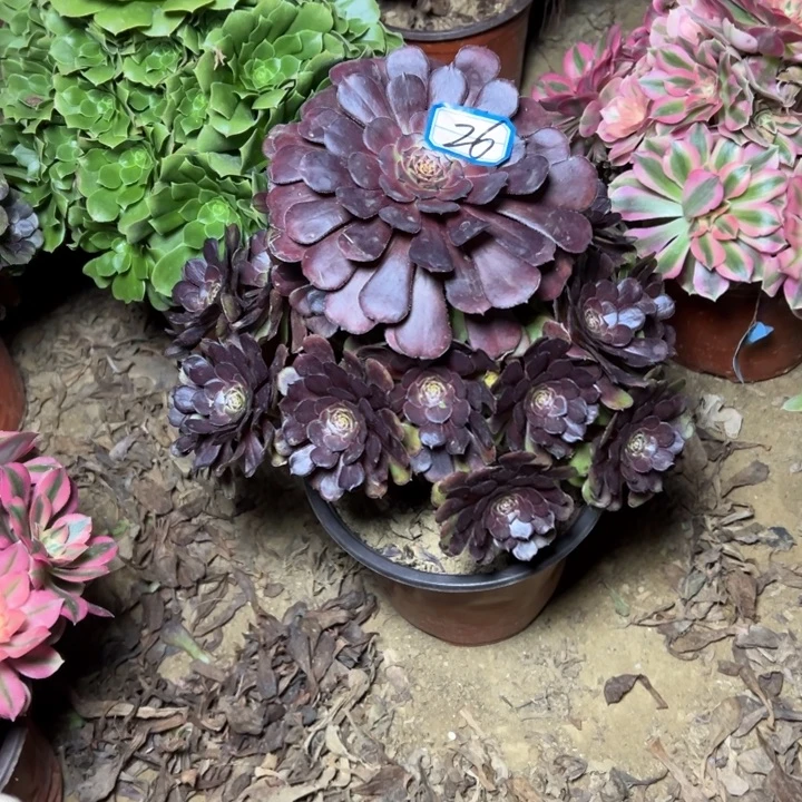 多肉植物黑君莉法师26