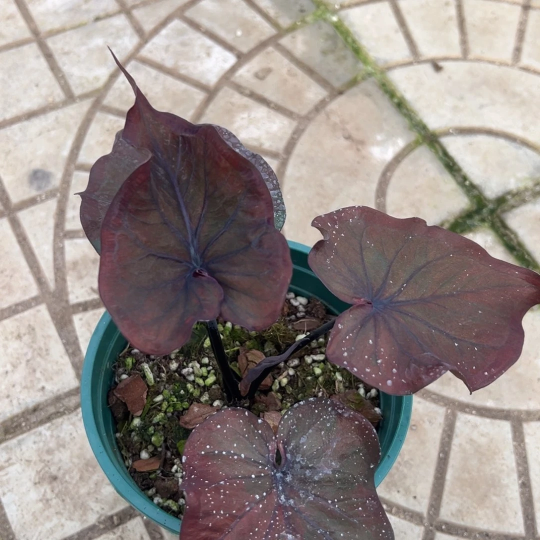 七***一完全开放一物一拍89