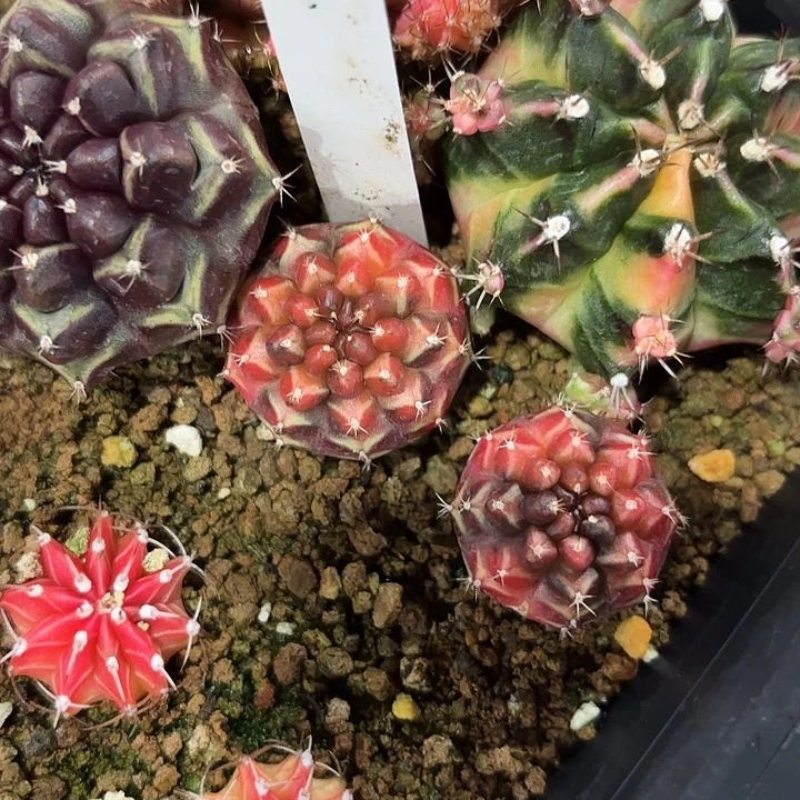 322-0811泰国发货多肉