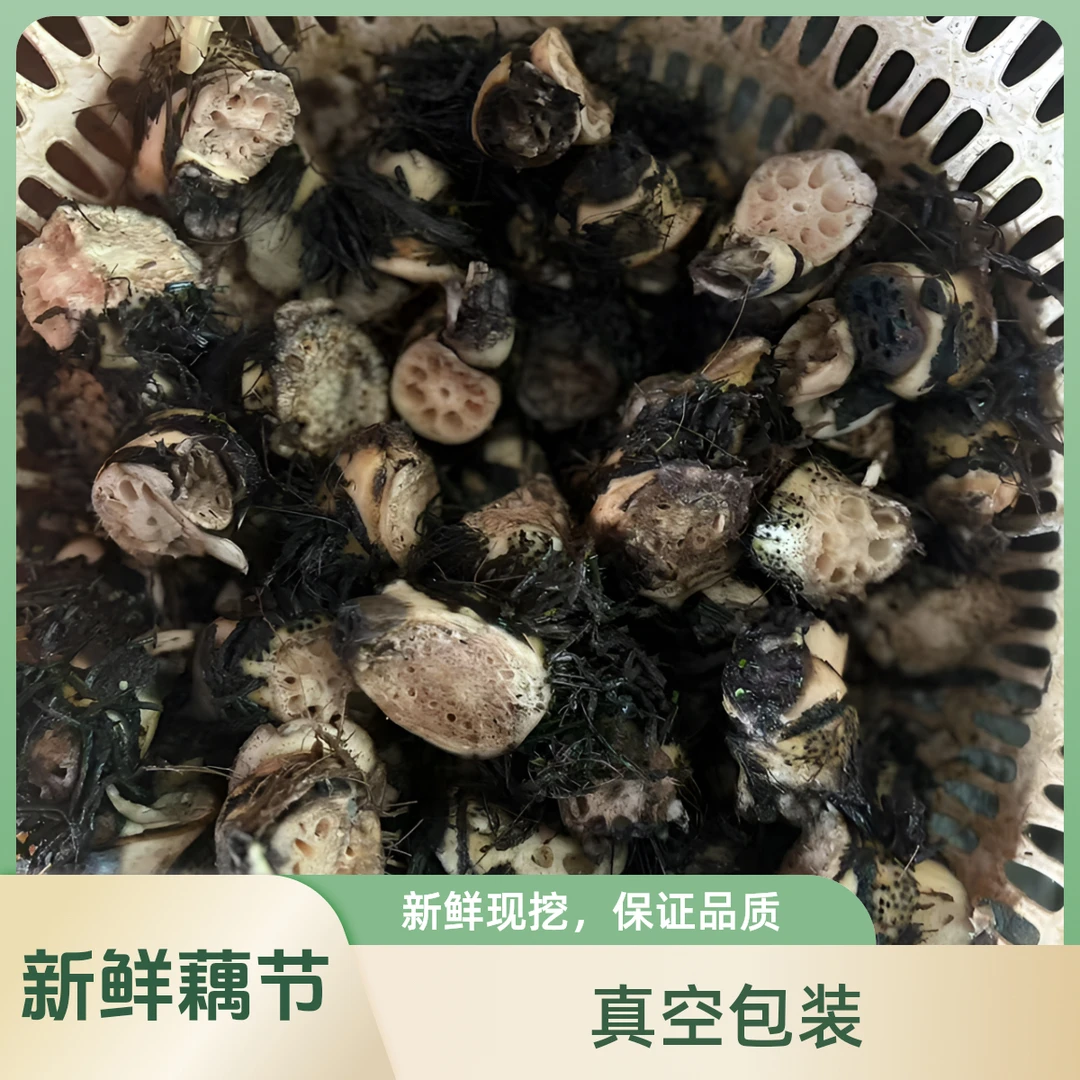 湖北特产新鲜藕节芦根新鲜现挖藕正宗莲藕真空包装