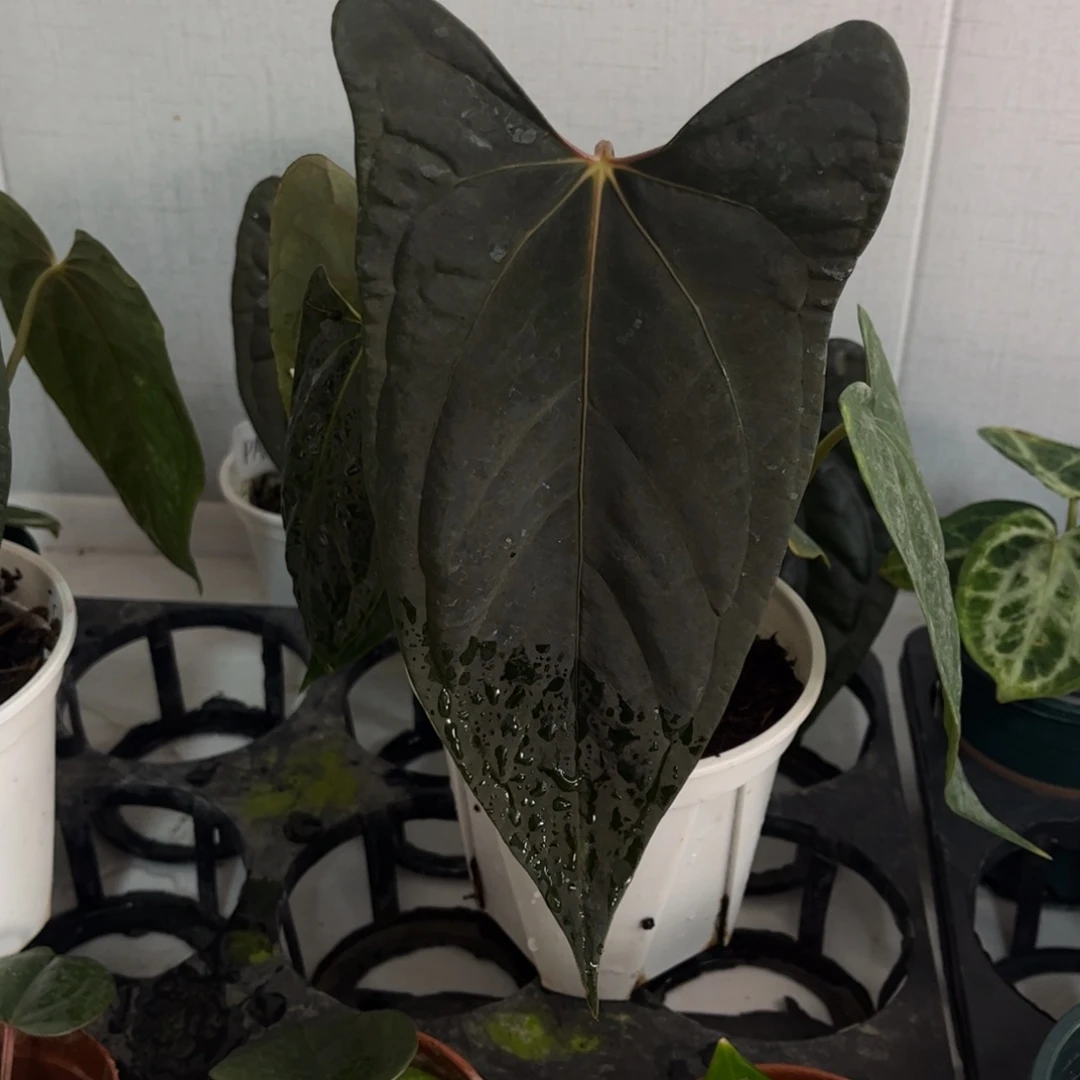 无花朵黑凤凰杂fs9778