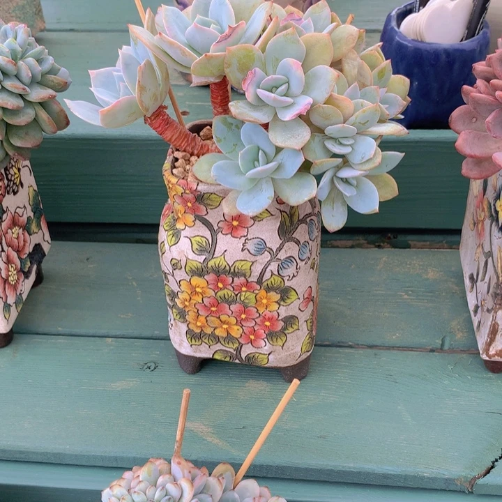 奶茶树自然无砍小树无砍