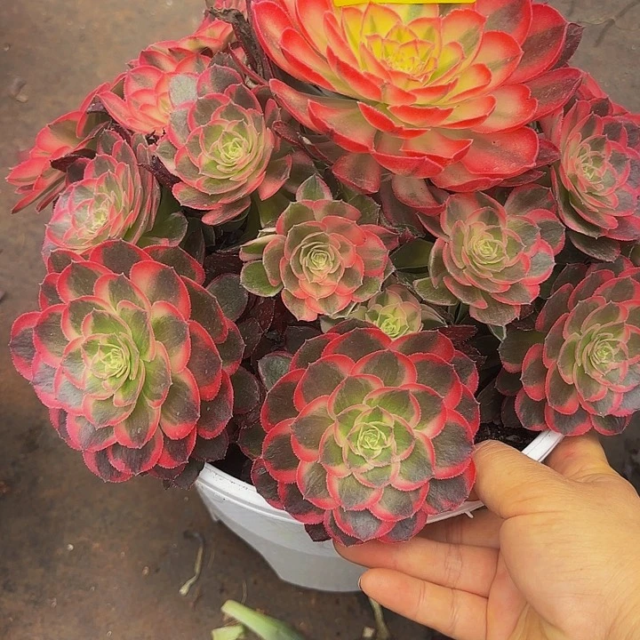 星*末多肉植物新品不知名468