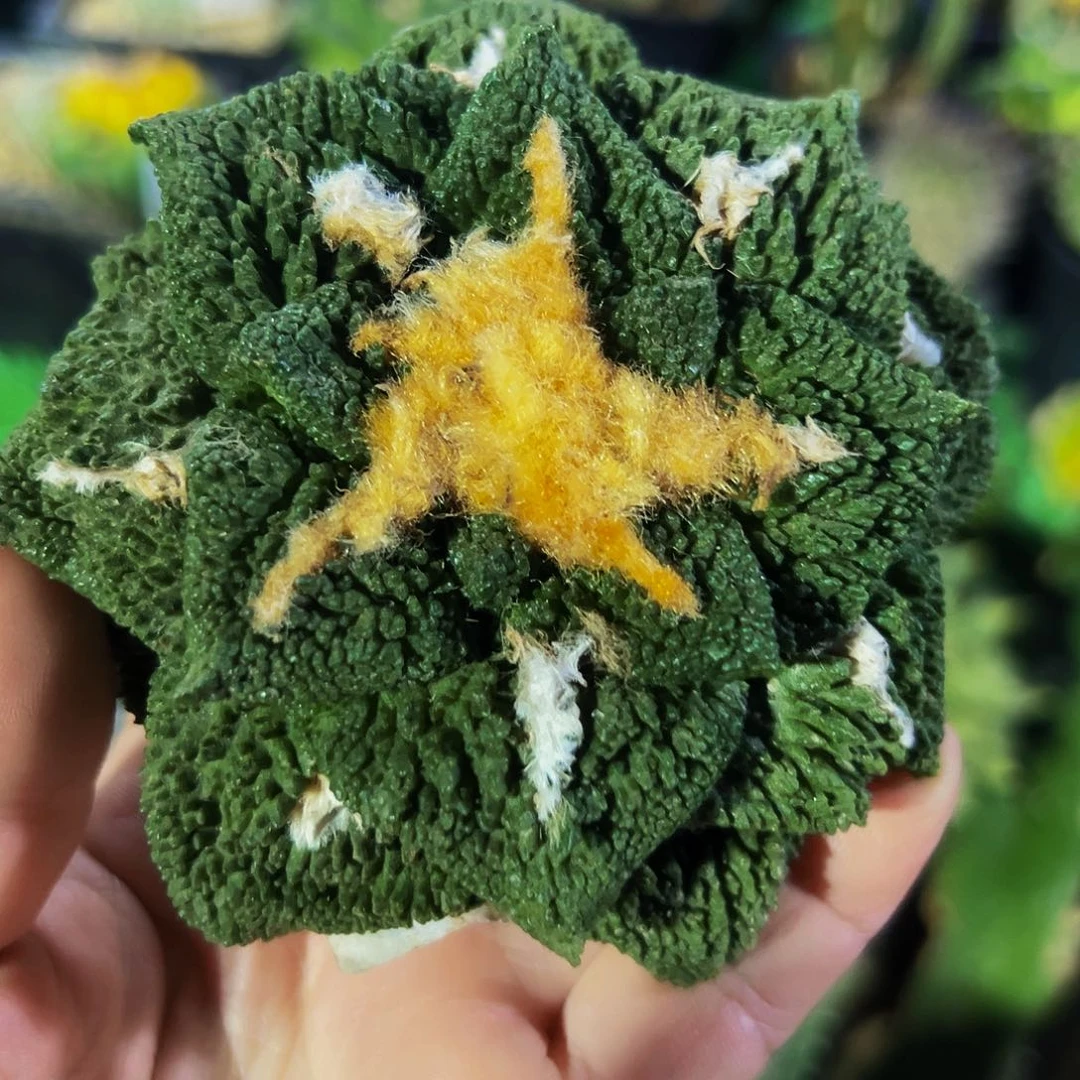 无花朵龟甲牡丹已出根221