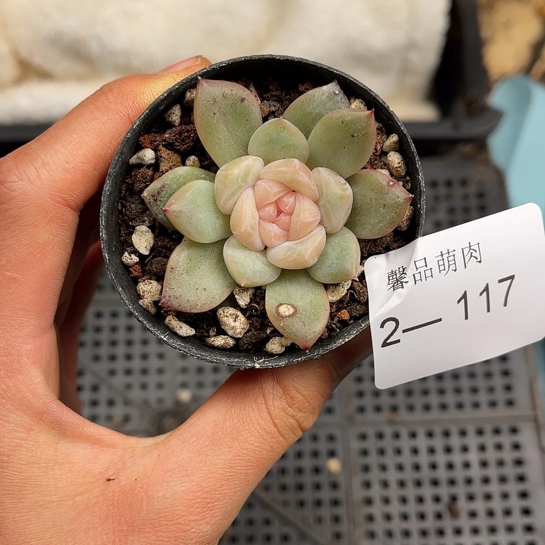 多肉一物一拍2-117