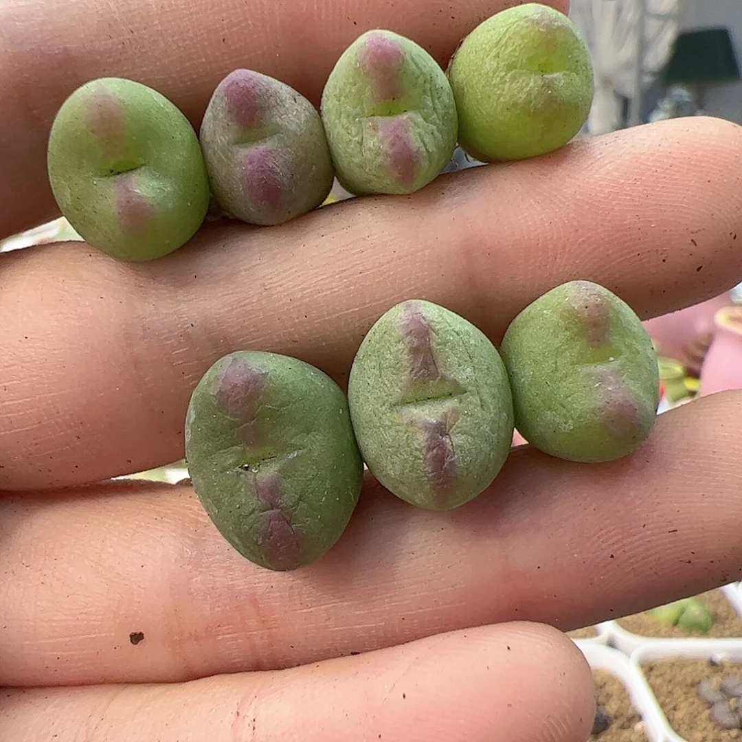 【闪购商品】145 福利
