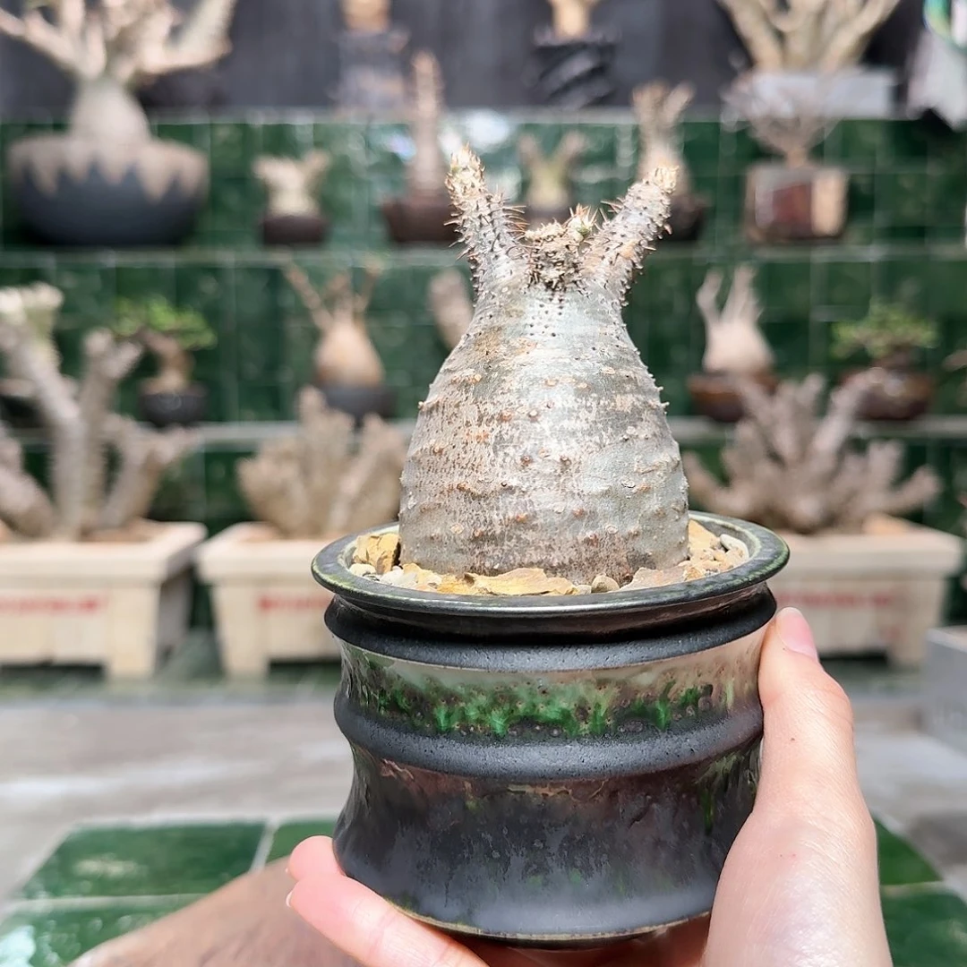 红陶产地宫 一物一拍15