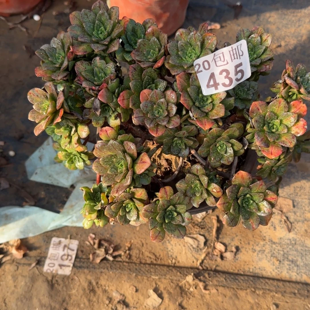 花茶435满20包邮断枝不包