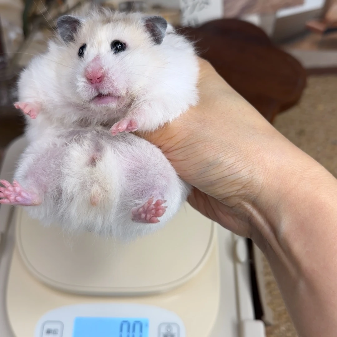 黄波妹妹170g6个月