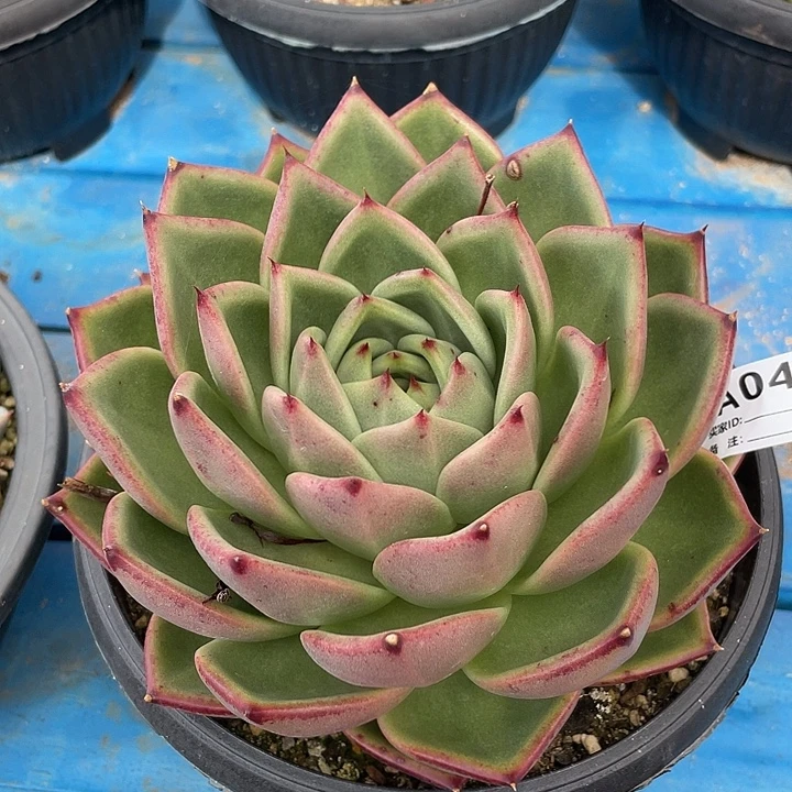 若如东云筐拍A045