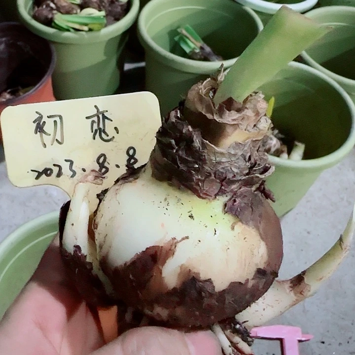 初恋6cm带两侧，裸球发