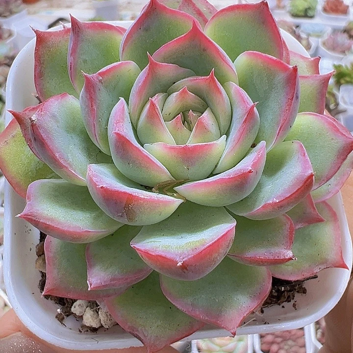 侧影19包邮多肉植物