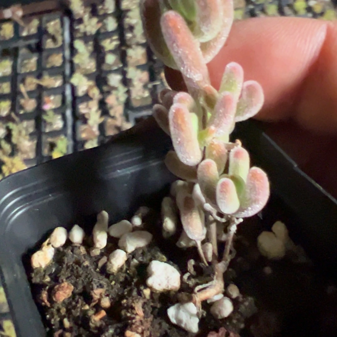 红叶实生55杯老桩福利