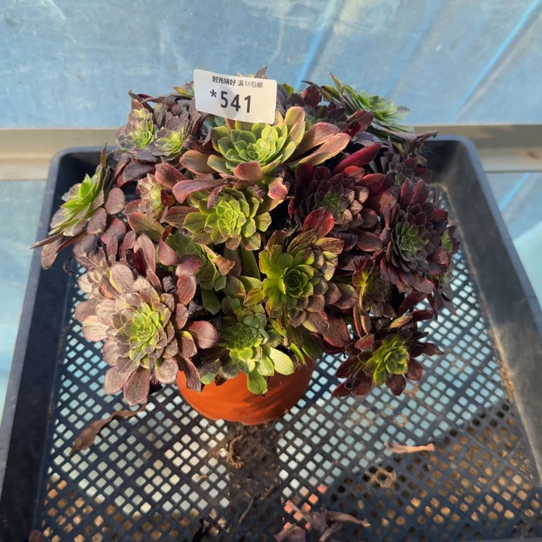 541墨兰迪 多肉植物