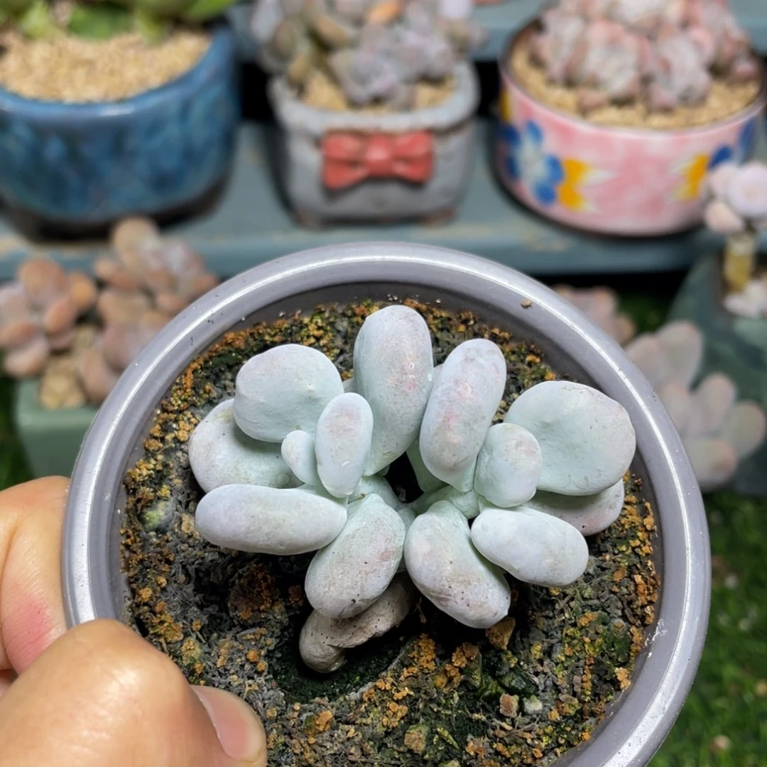 油煎丸子多肉植物