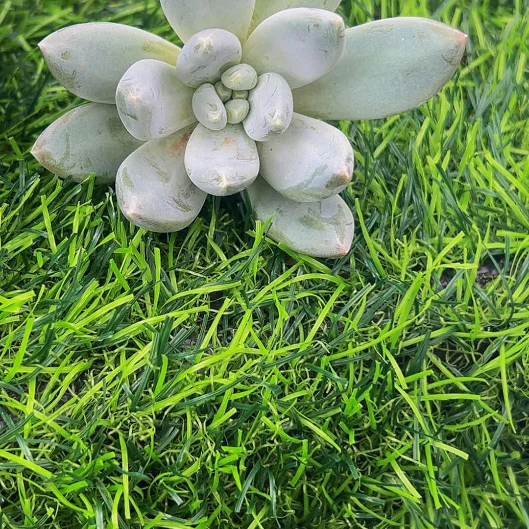 女神 索菲亚 寄养