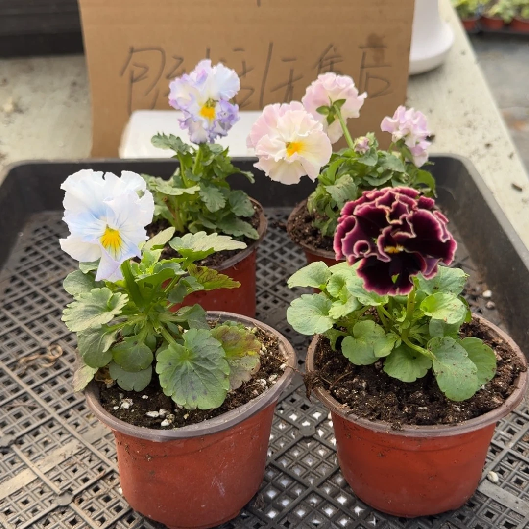 大部分花苞少量开放3