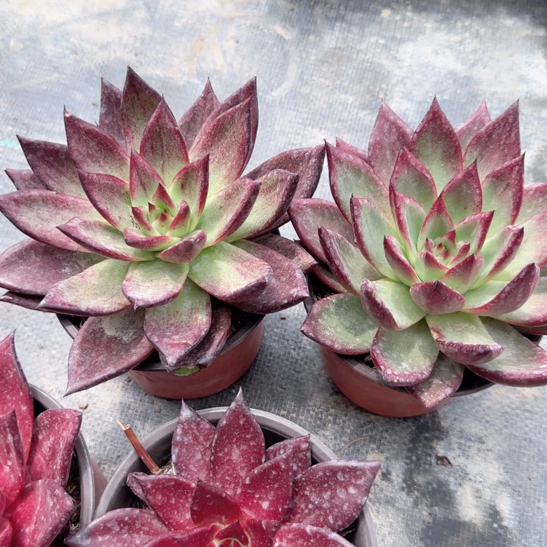 无花朵罗卡大单头特价多肉植物