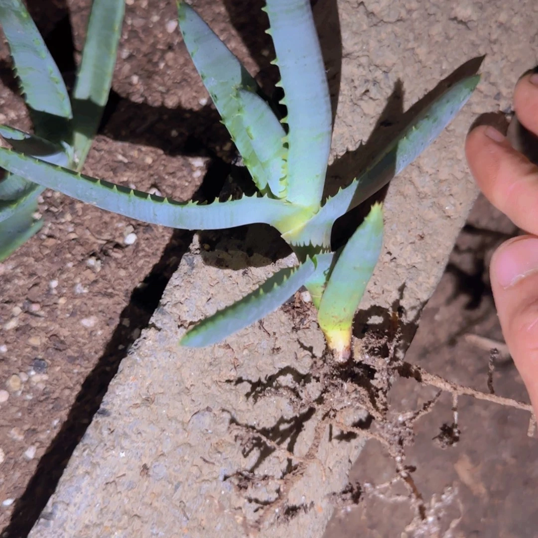胖***丁块根植物块根植物块根