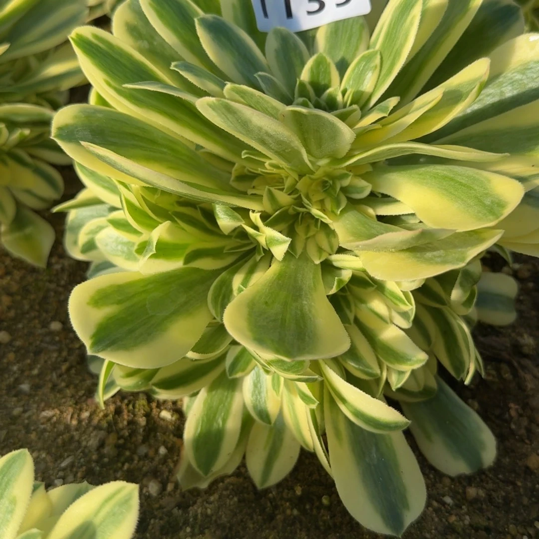 1139迈巴赫。多肉植物