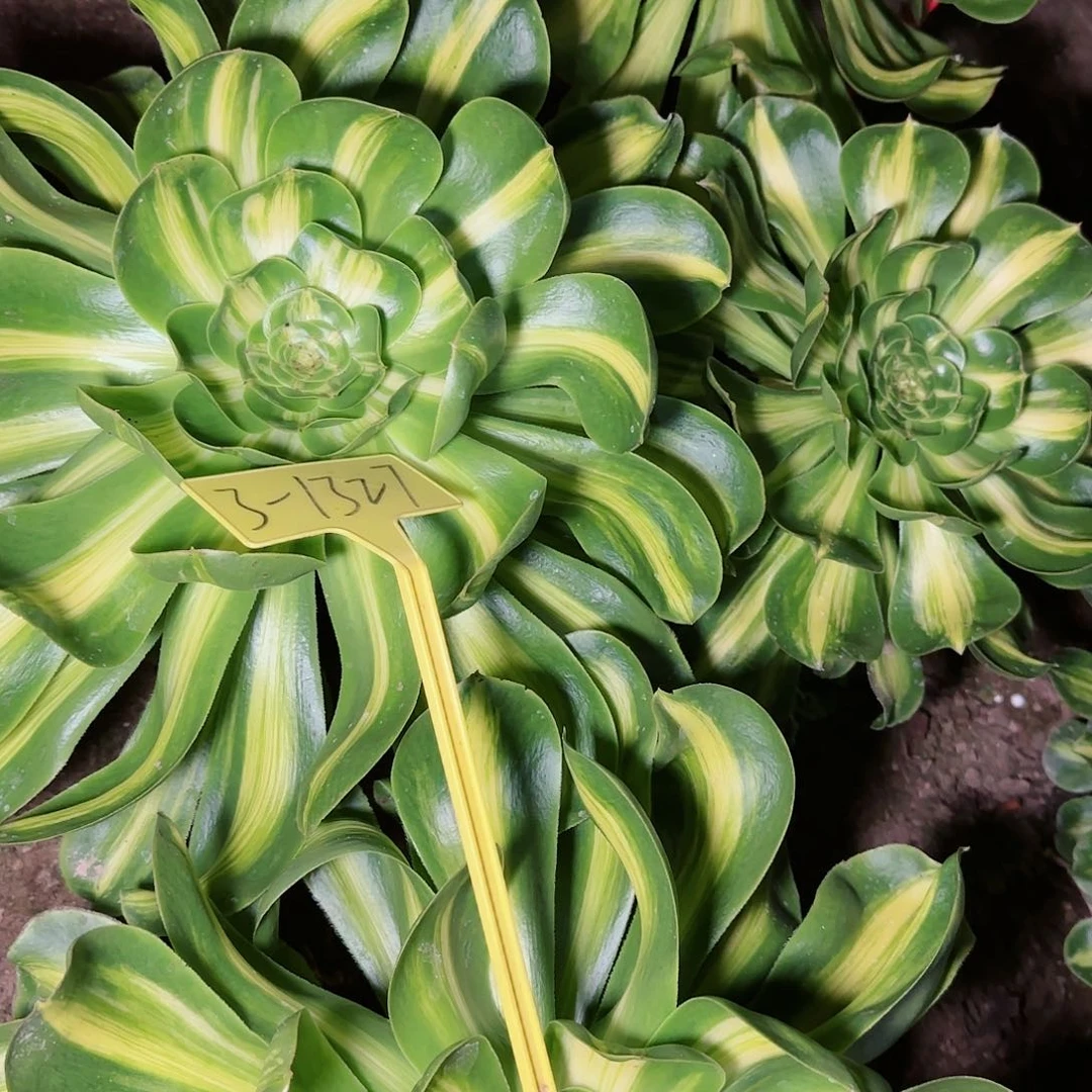 文*3-1327---多头多肉植物