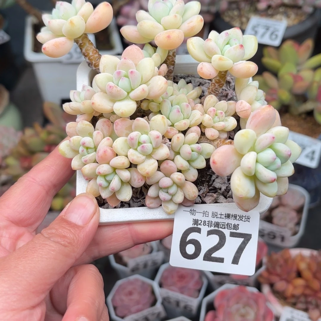 樱花罗绮无盆土发货