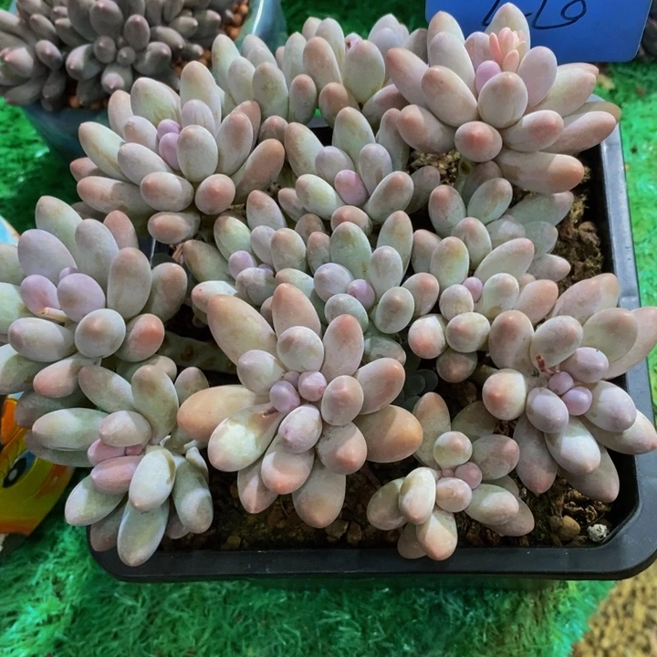 这么多事要等下星期