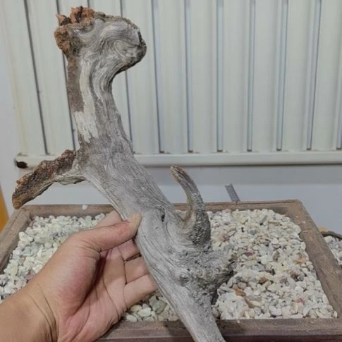 培***工柏木崖柏根艺根雕天然