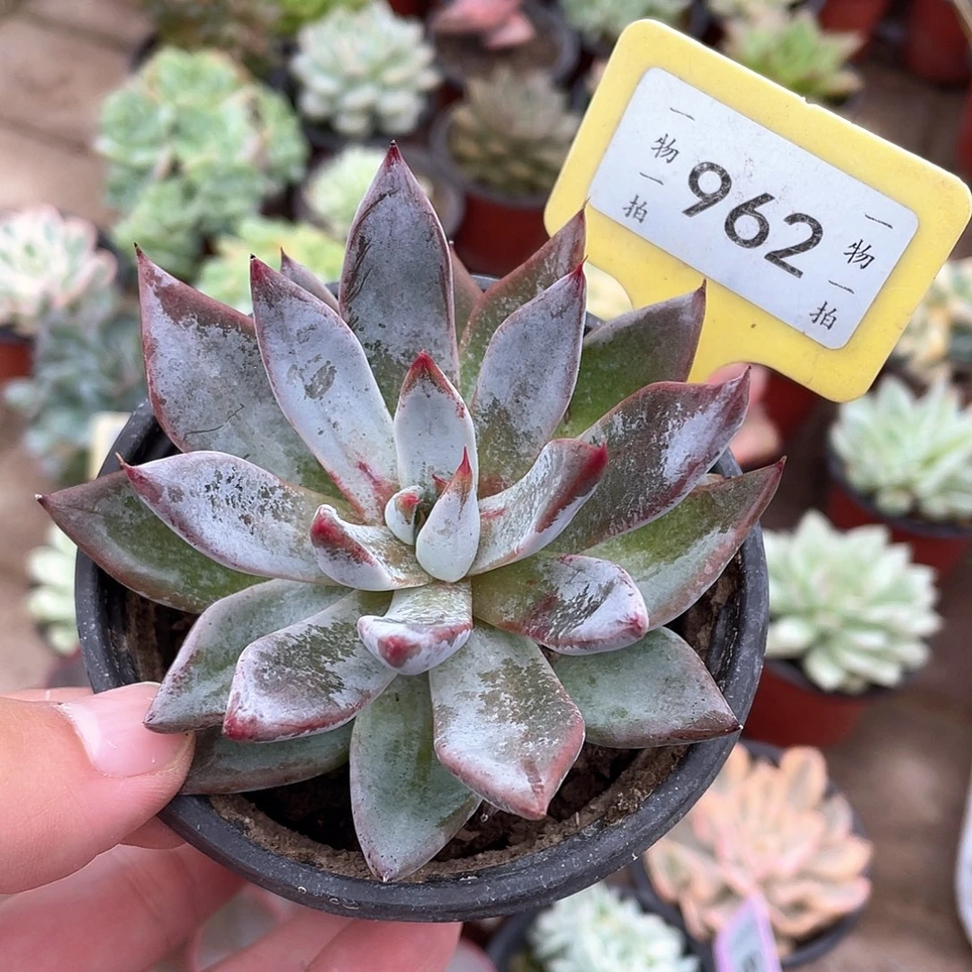 君***阁962号多肉植物盆栽