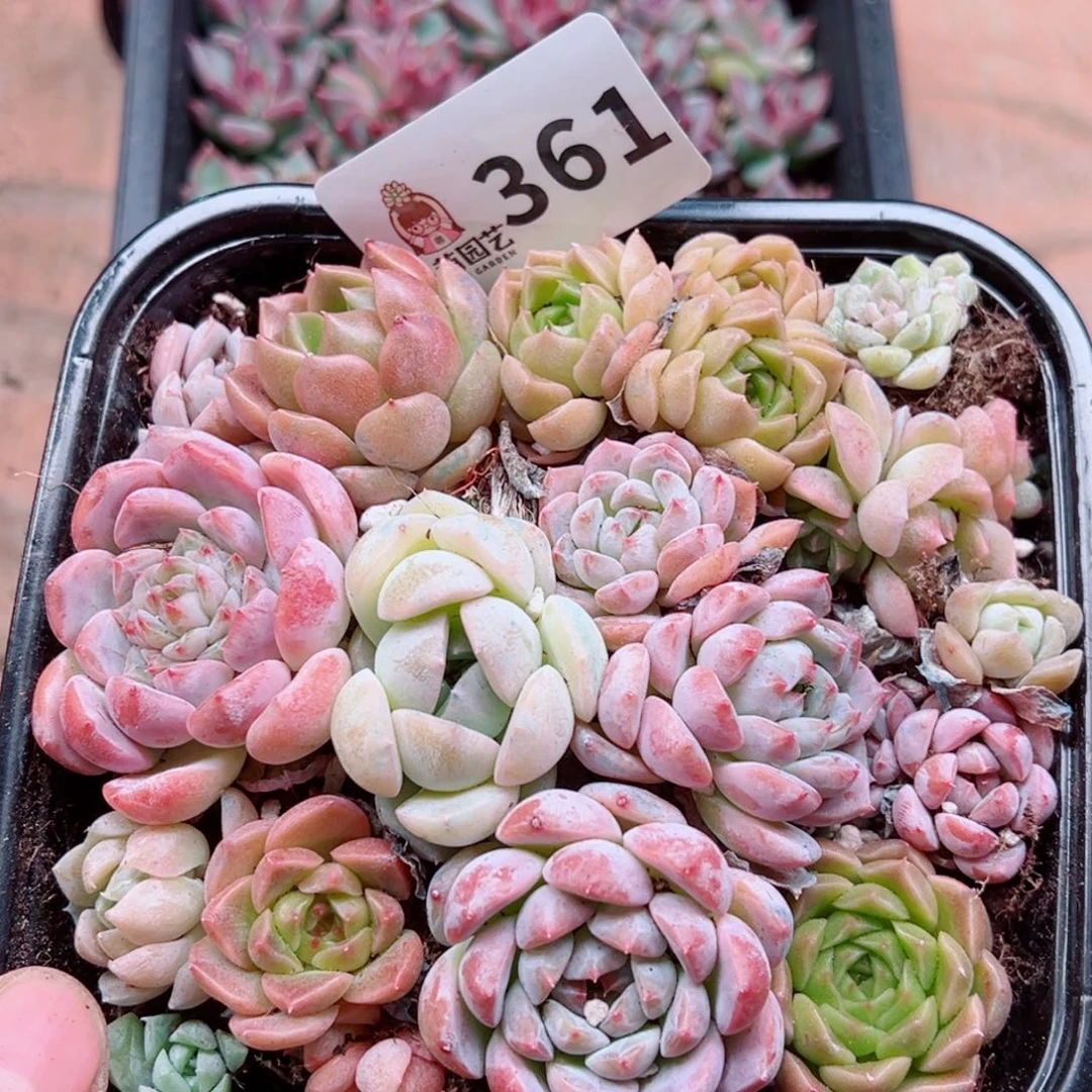 多肉植物多肉植物