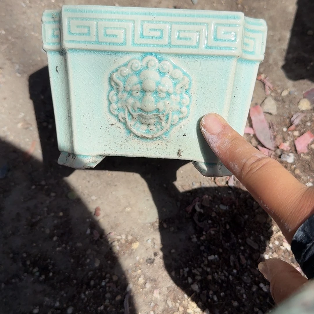 海***心蓝色方盆一个多肉植物