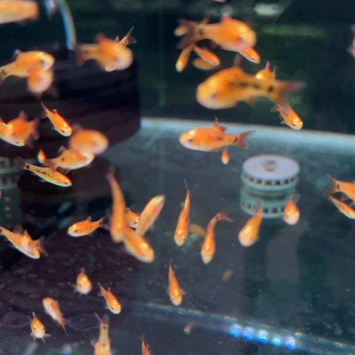 灯科鱼金线灯10条