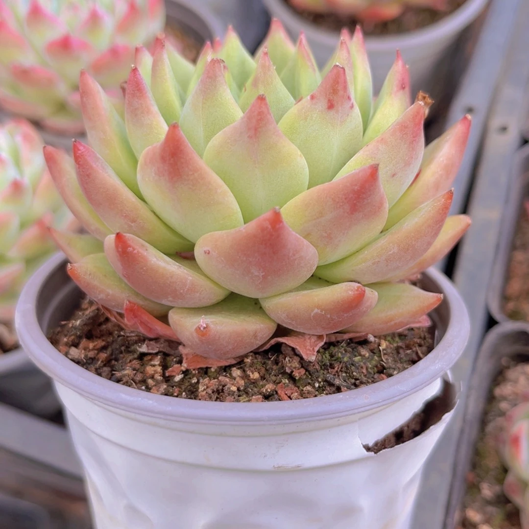 雪山珍妮9999999898999888