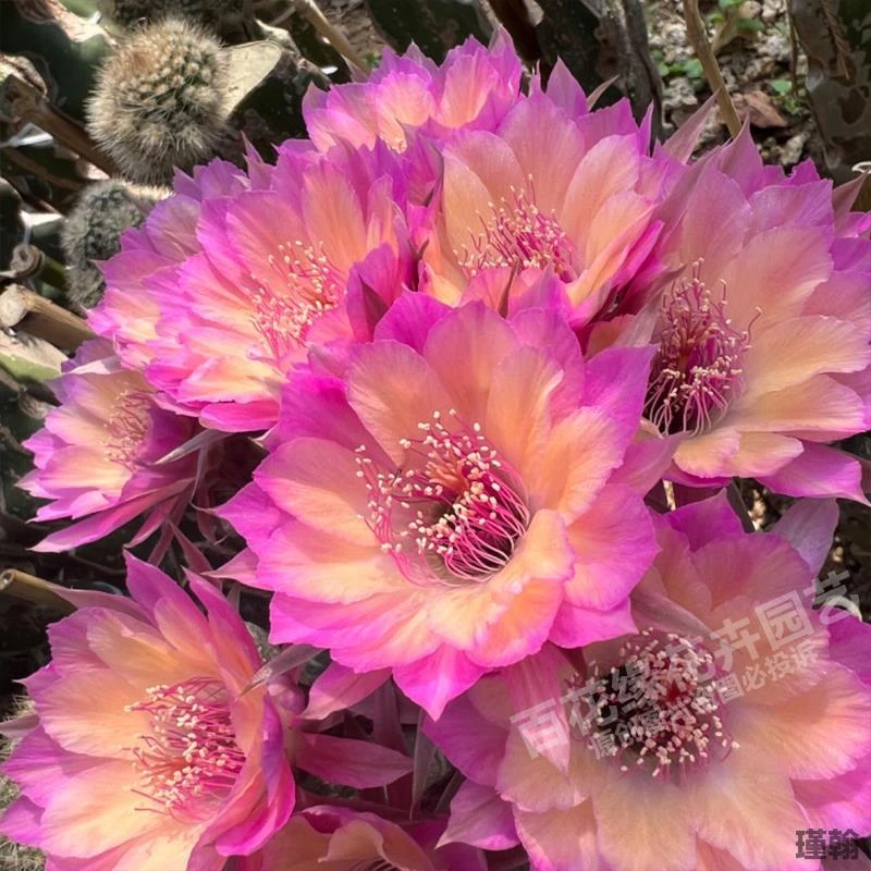 自根极光开花仙人球丽花属仙人掌多肉植物阳台盆栽绿植易开花花卉