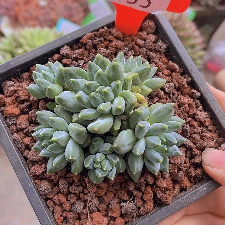 855雨花石。        8cm