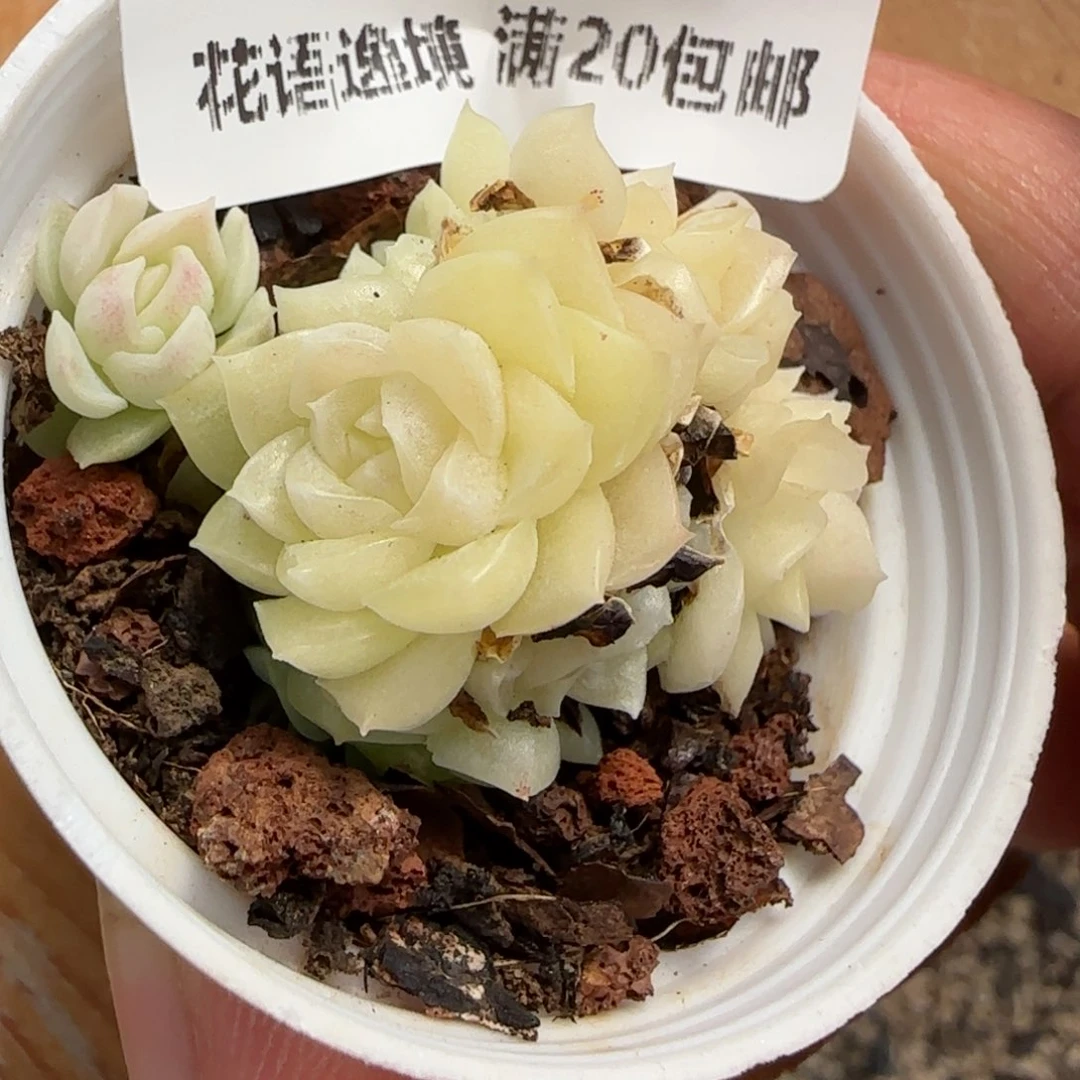 花语逸境0212-217