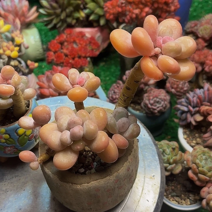 橙雪球老桩多肉一颗