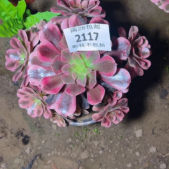 2117美杜莎多肉植物