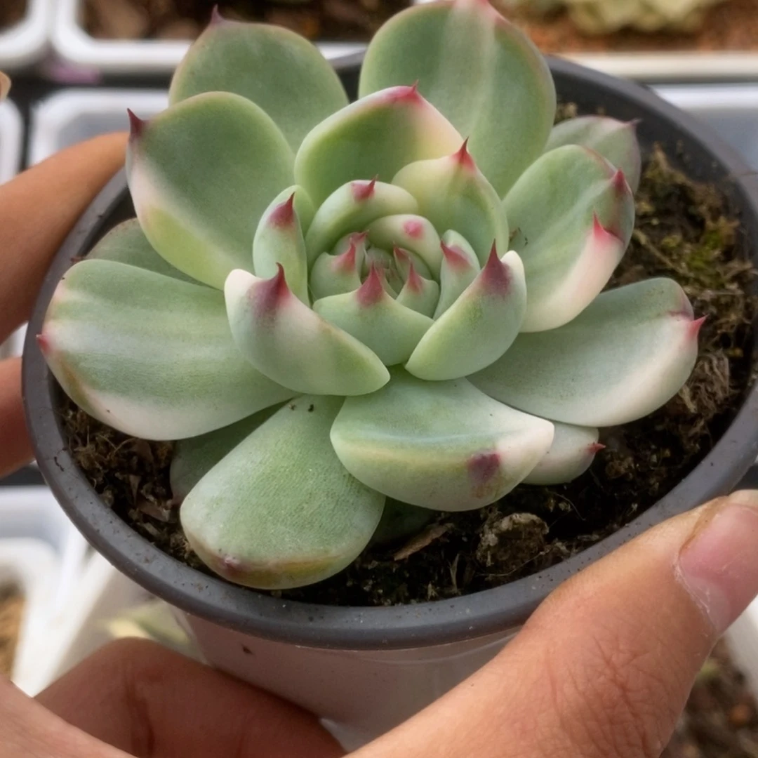 327锦锦锦锦锦锦