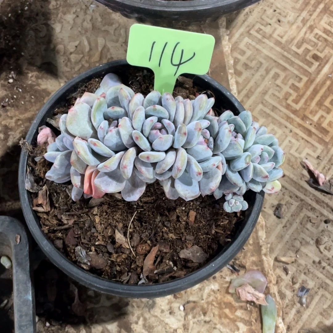 星影缀化多头群生114